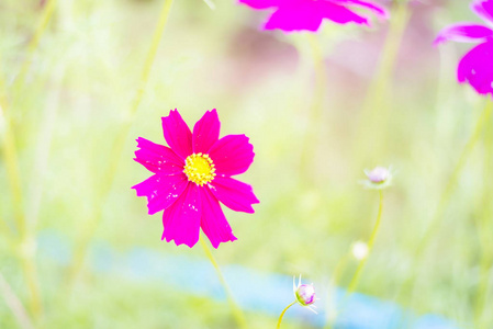 美丽的宇宙花朵在花园里, 选择焦点花