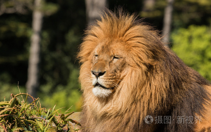 狮子的太阳的温暖