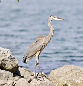 一个有趣巨大的鹭鸶站在岩岸坡上美丽孤立的合影摄影图