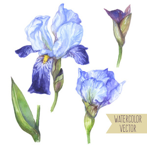 水彩鸢尾花图片