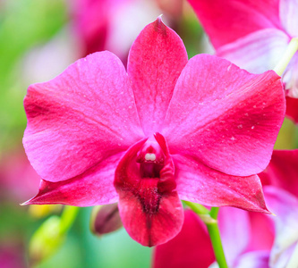 粉红色的兰花花照片