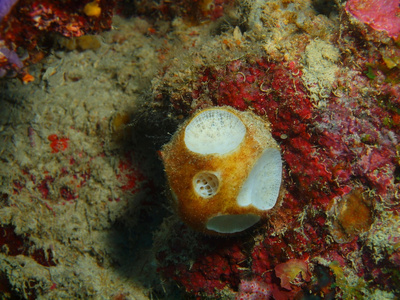 Demosponge，巴厘岛，佩母德兰