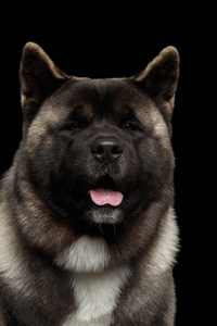 美国秋田犬在黑色的特写肖像