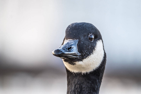 宁芬堡城堡前的野鹅, 德国慕尼黑的宫殿照片