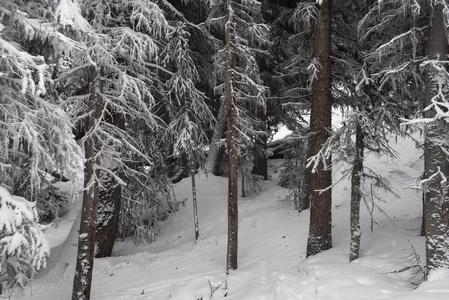 加拿大白雪覆盖的森林中的树木