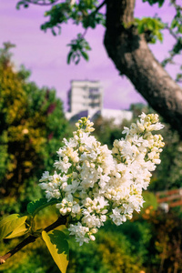白树花在春天图片