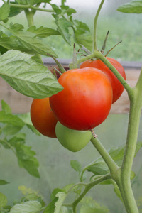 番茄，红色水果