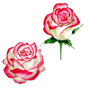白红玫瑰。花卉植物花。野生春叶野花分离