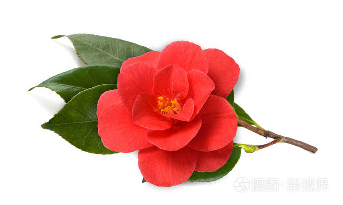 红山茶花朵照片 正版商用图片0no9o2 摄图新视界