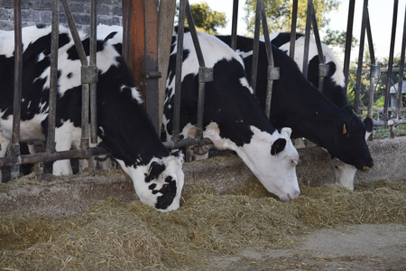 属我牛奶牛吃我槽 cattleshed照片