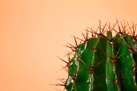 仙人掌的刺图片