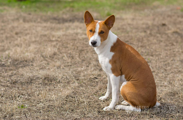 成熟的 basenji 狗坐在地上, 在温暖的春天天