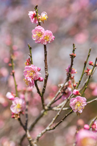 粉色樱花的樱花开花