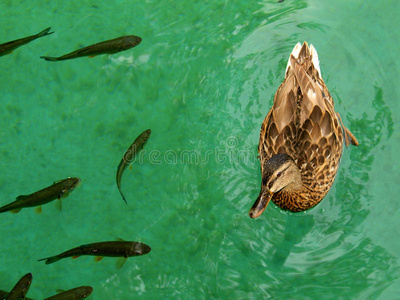鸭子和鱼一起游泳