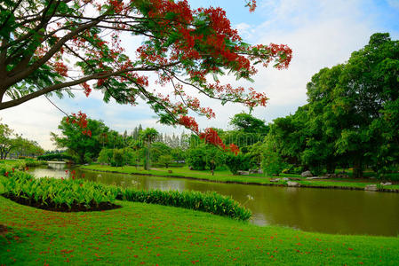 小池塘附近的白桦树小池塘附近的树木和草坪照片