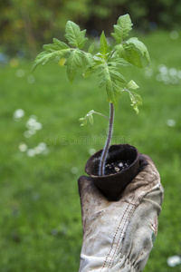 抱着一株小番茄的女人