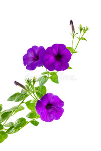 漂亮的紫色矮牵牛花图片
