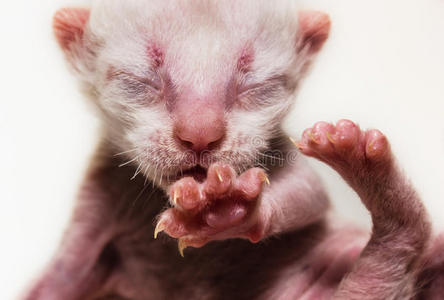 刚出生的小猫图片