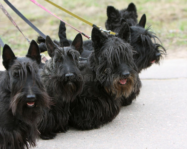 苏格兰猎犬科图片