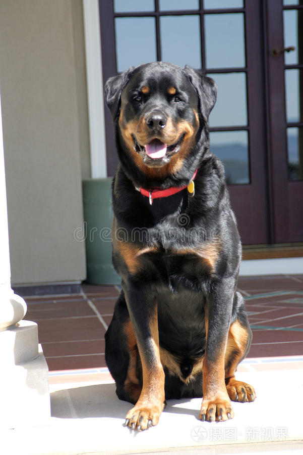 非常快乐的罗威犬