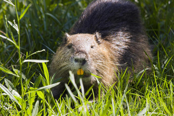 山羊比利红袋鼠饥饿的笑翠鸟钩尾象甲海狸鼠须龙在石头上的银行田鼠