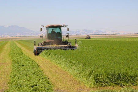 刈割苜蓿照片