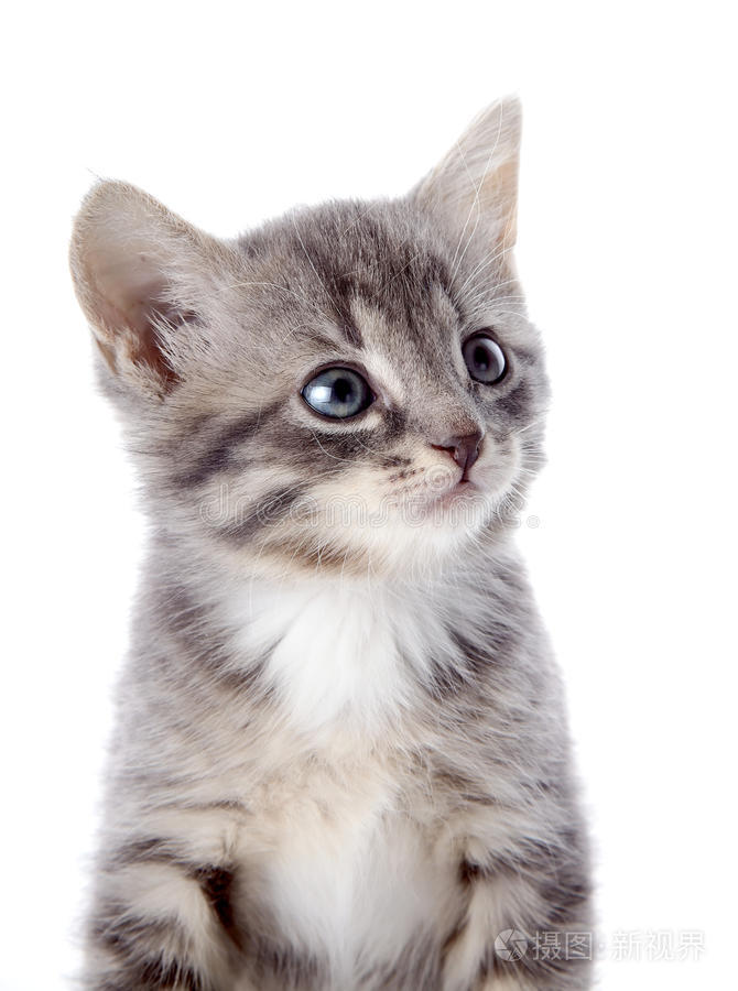一只蓝眼睛灰条纹小猫的肖像