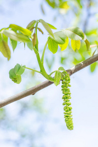 核桃雄花摄影图