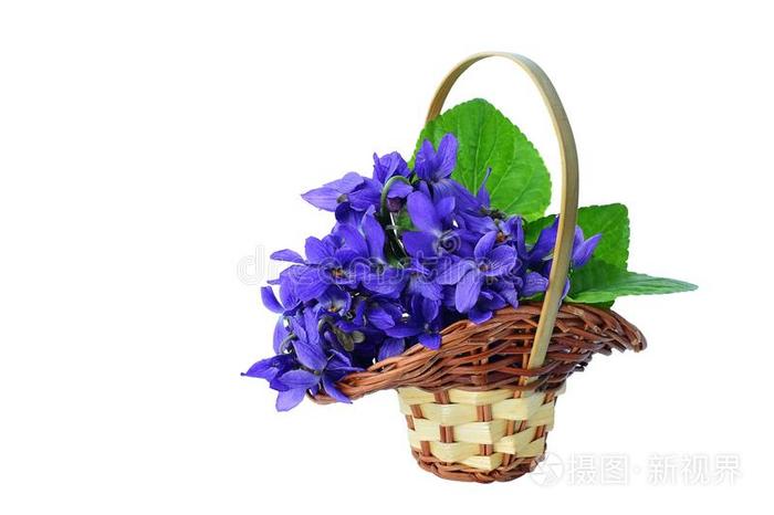 蓝紫罗兰在一个孤立的篮子里
