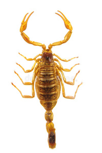 蝎子-白底火锅照片