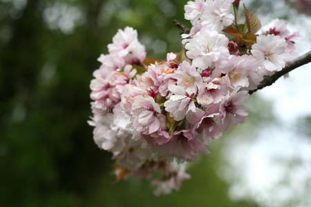 樱花枝