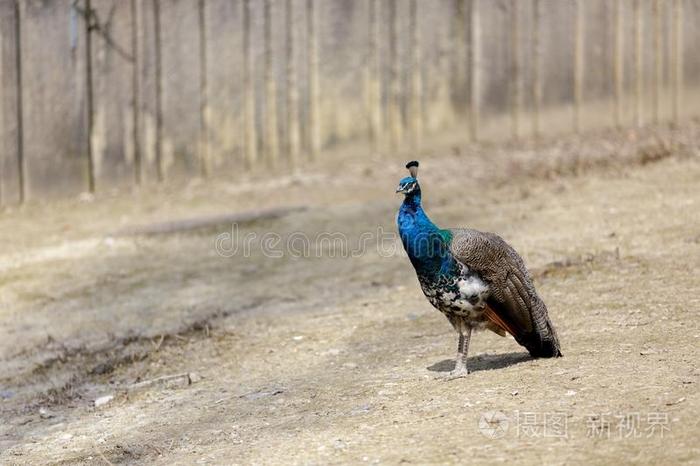 帕沃·克里斯塔特斯动物一只山雀的雄性孔雀宝宝母野鸭孔雀宝宝鸭子