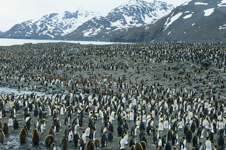 沿海 皇帝 自然 数字 南极洲 动物 在里面 殖民地 封顶