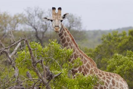 长颈鹿站在非洲的林地里