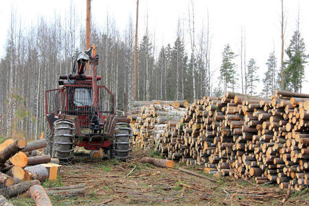 早春伐木场旧林业拖拉机图片