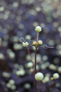 小白花