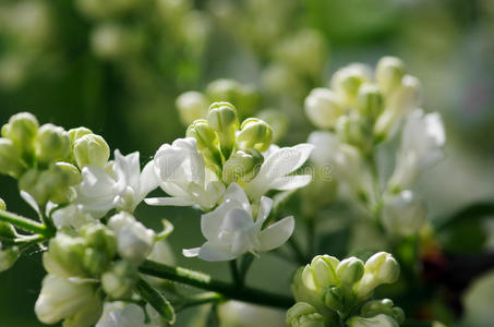 丁香花特写