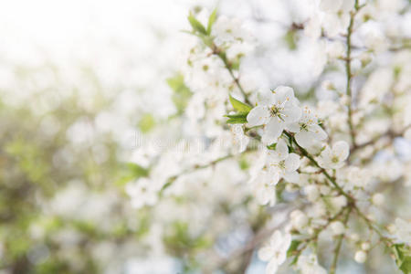 春暖花开