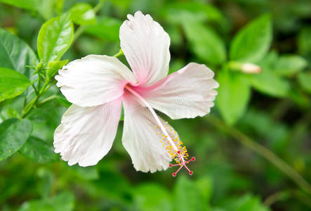 粉红芙蓉