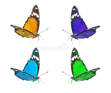 彩色飞舞的蝴蝶剪贴画图片