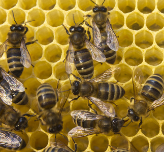 蜜蜂筑巢图片