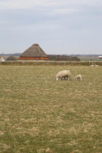 羊棚1