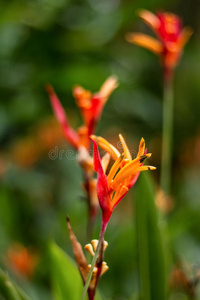 亚洲 颜色 风景 开花 美丽的 森林 自然 螺旋体 花的