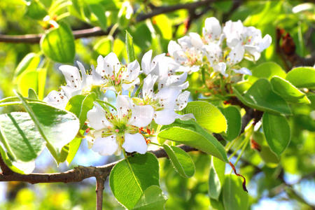 梨树开花枝