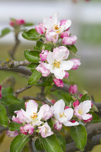 苹果树花