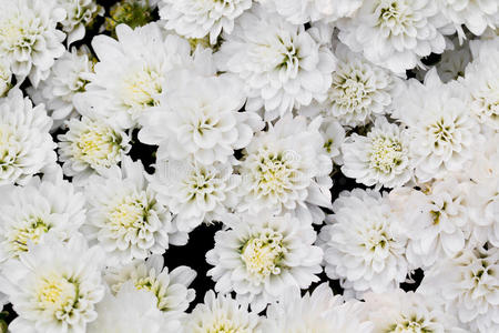 花园里的白菊花