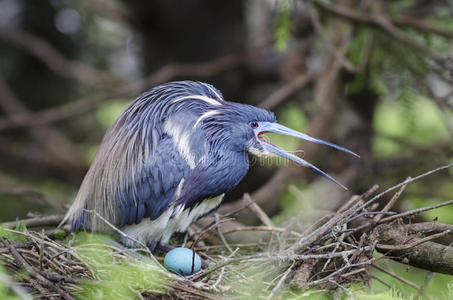 蓝色黄色金刚鹦鹉鹦鹉鸟幼鸟的加勒比火烈鸟宝贝的鸟与它的母亲火烈鸟