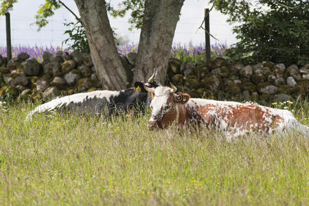 母牛躺着吃草