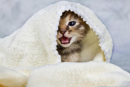 小猫用毛巾裹着