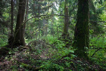 比亚洛维扎森林景观保护区天然桤木林